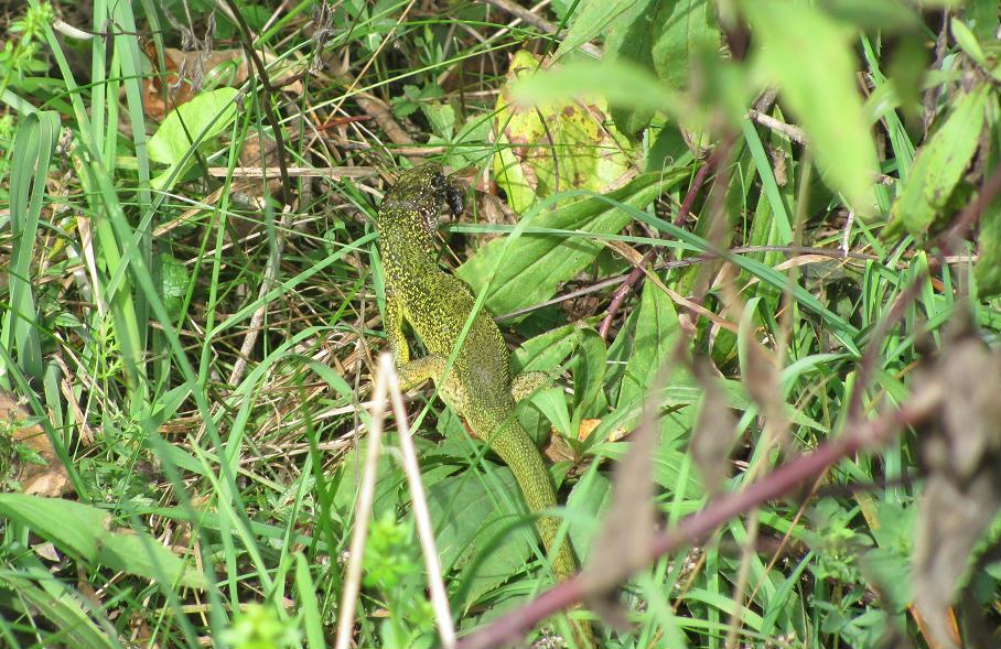 Lacerta bilineata femmina?